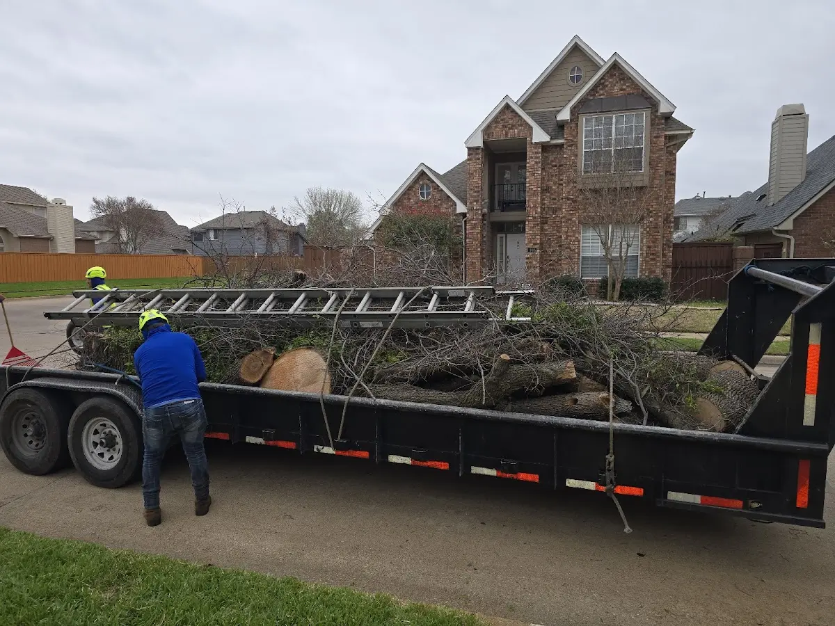 Expert Tree Pest Control with proper safety equipment in Loa